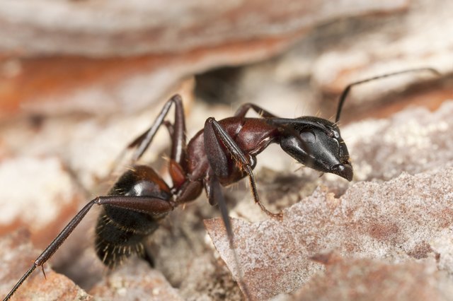 "Macro photo of a Carpenter ant, Camponotus herculeanus"