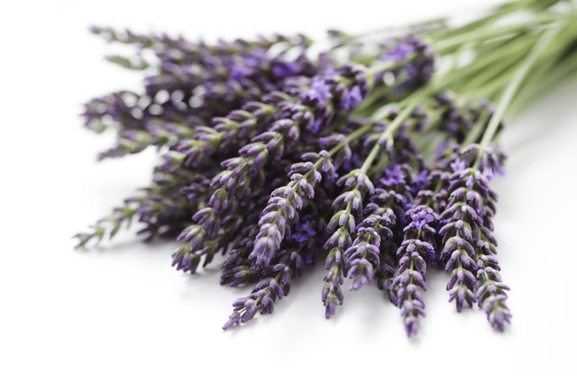lavender