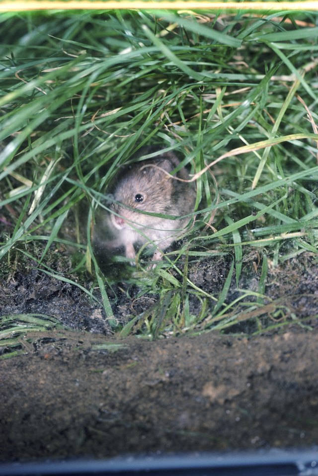 How to Catch a Vole in the House | Hunker