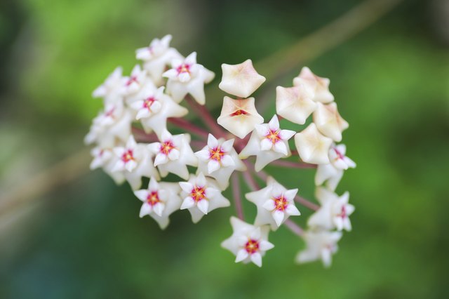 Wax Flower