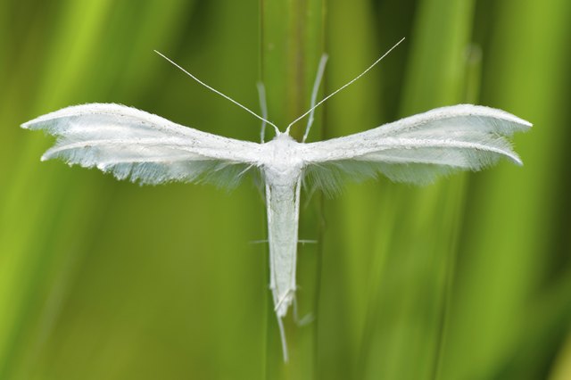 white plume moth outdoor