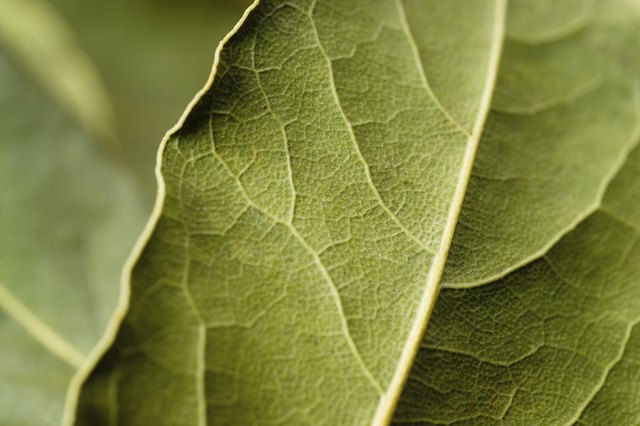 Bay leaf macro. Green background.