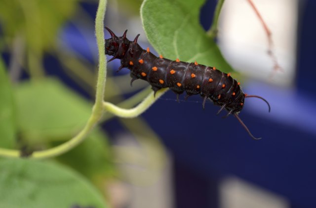 Pipevine Swallowtail Caterpillar on Vine