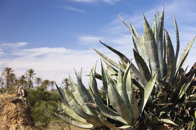 Agave