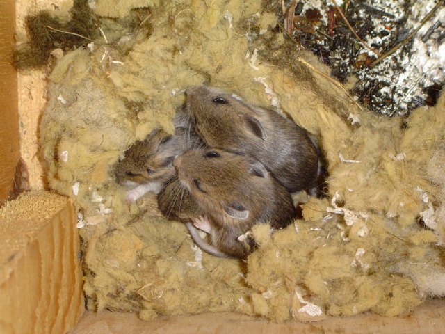 are mice nocturnal rodents are mice nocturnal rodents