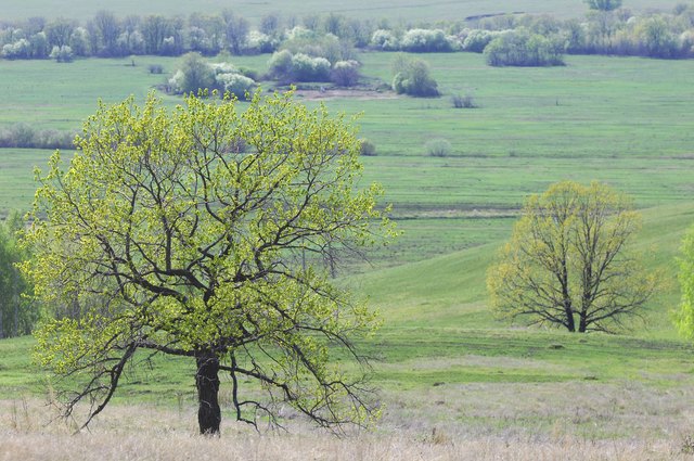 spring