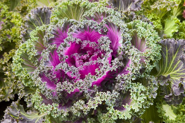 decorative cabbage