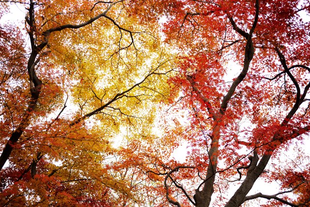 Autumn Maple Leaves