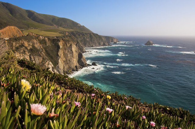 what-plants-live-in-the-california-coastal-region-hunker