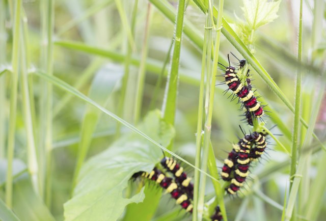 caterpillar eating leaves