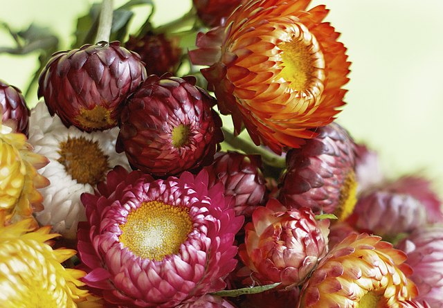 Dried Strawflowers