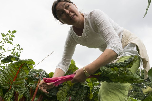 Urban Gardening Growing In Popularity