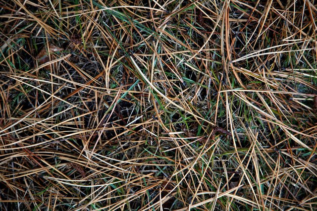 Close-up of pine needles on lawn