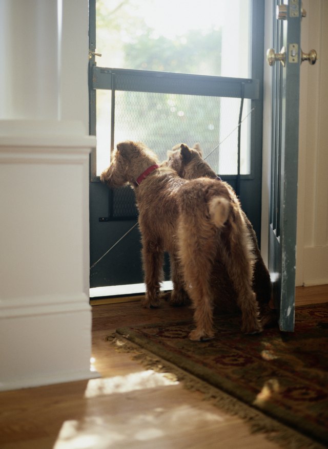 Two Irish Terriers Looking out Front Door
