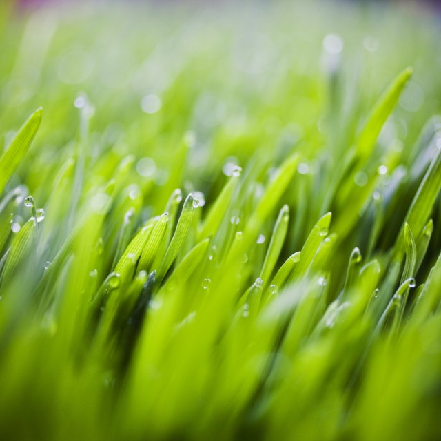 Grass with Fresh Water Droplets