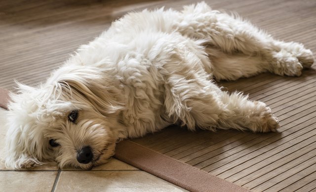 How to Get Dog Smell Out of Your Vacuum Cleaner | Hunker