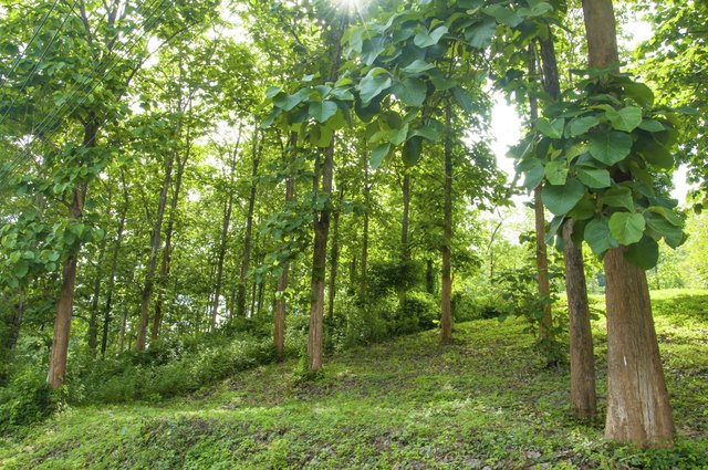 Teak plantation forest