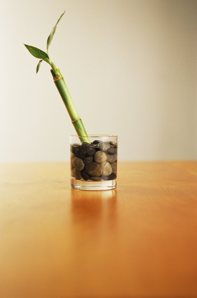 How to Propagate Lucky  Bamboo  Hunker