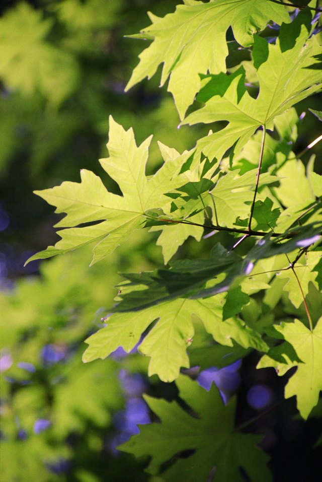 Maple leaves in spring