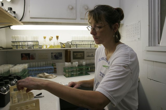 Red Tide Puts Strain On Clam Industry In Cape Cod