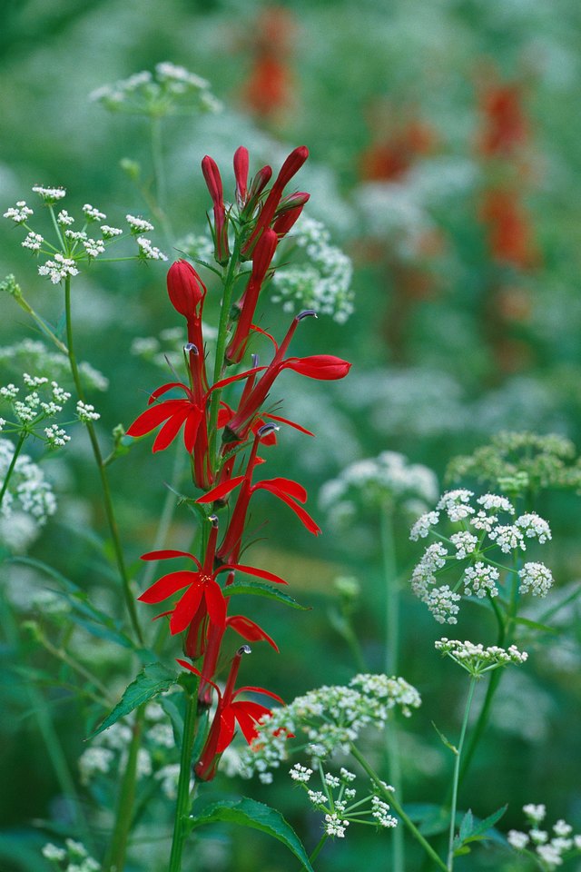 Close-up of variety of wildflowers