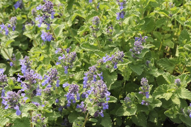 How to Cut Back Catmint | Hunker