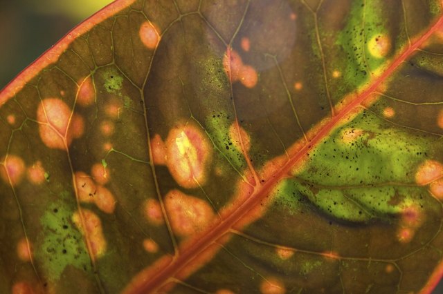 Abstract Leaf Pattern