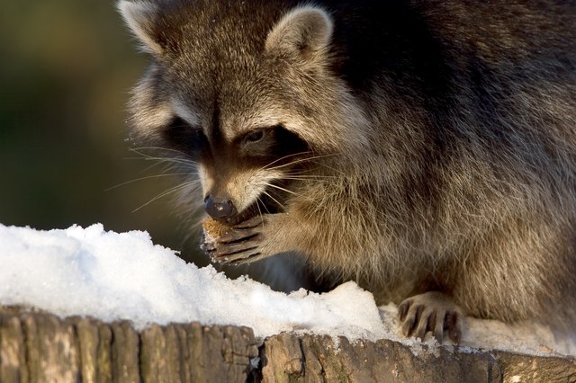 Racoon at lunch 1