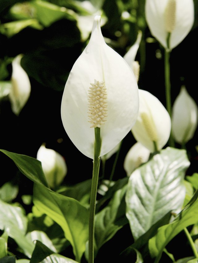 White Powder Fungus on a Peace Lily | Hunker