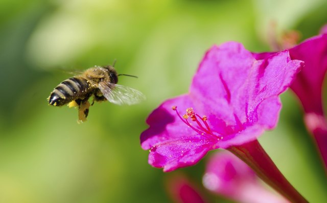 Flowers That Don T Attract Bees Hunker Honeybee Pollinated Of Flower