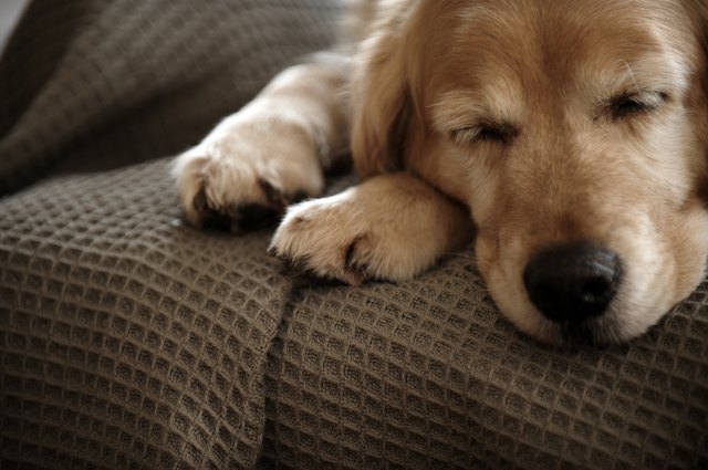 How Do I Fix a Couch That My Dog Tore Up?