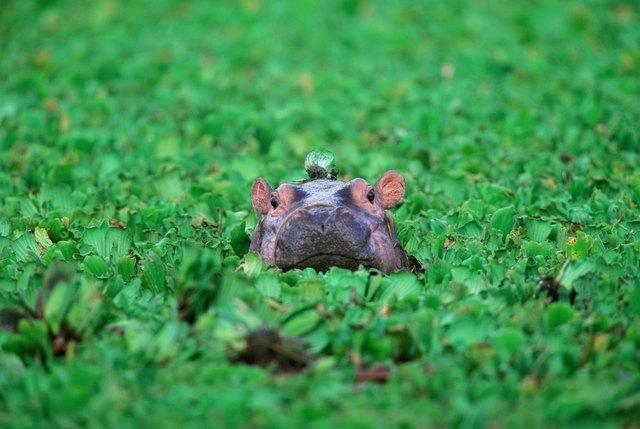 Hippopotamus (Hippopotamus amphibius) calf, Tanzania