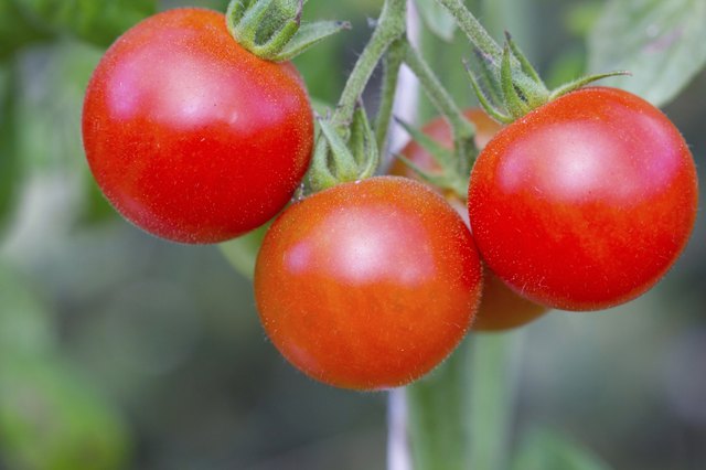 How Far Apart Do I Plant Tomato Plants? | Hunker