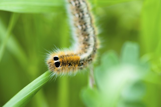 Caterpillar on green leaf