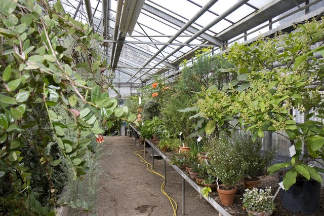 Greenhouse