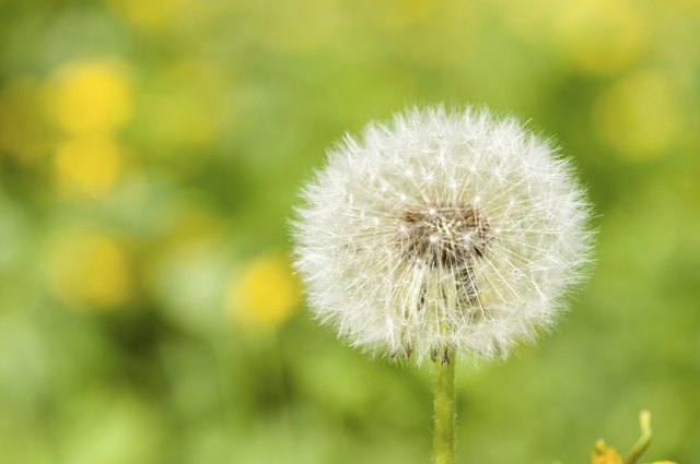 characteristics-of-wind-pollinated-flowers-hunker