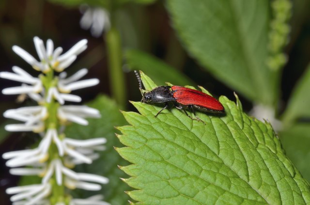 Beetle (elater)