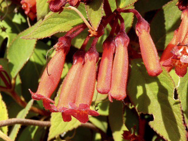 flowers-that-hang-upside-down-hunker