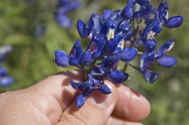 Bluebonnet in hand