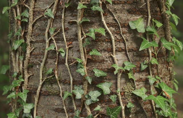 Ivy plant