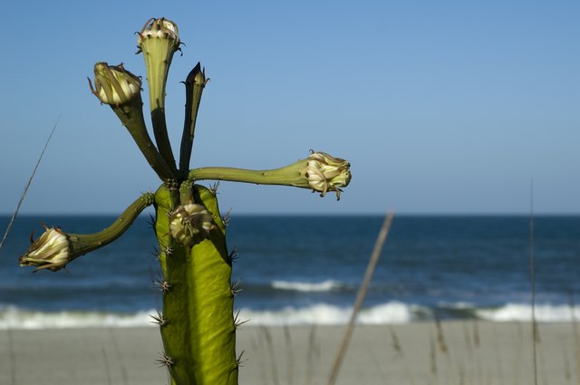 Cactus at Indialantic Beach