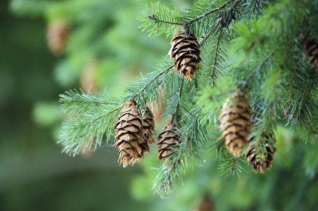 Types of Coniferous Trees  Hunker