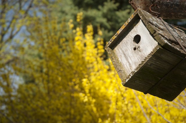 Wren House in Spring