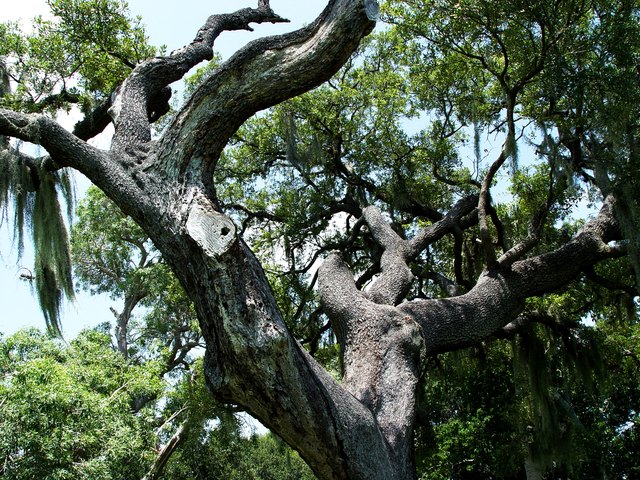 FLORIDA WATER OAK