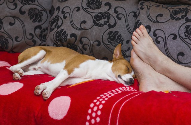 How to Scotchgard a Sofa | Hunker