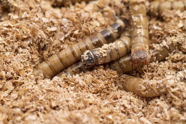 Mealworms