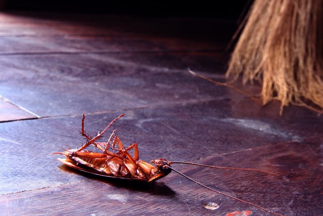 Dead cockroaches