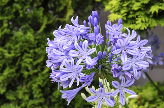 Problems With Agapanthus | Hunker