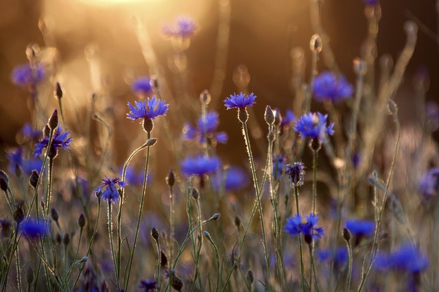 Blooming cornflower