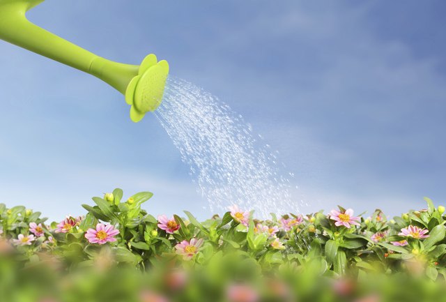 watering flowers